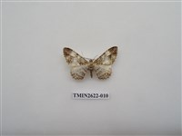 藏品(尺蛾142)的圖片